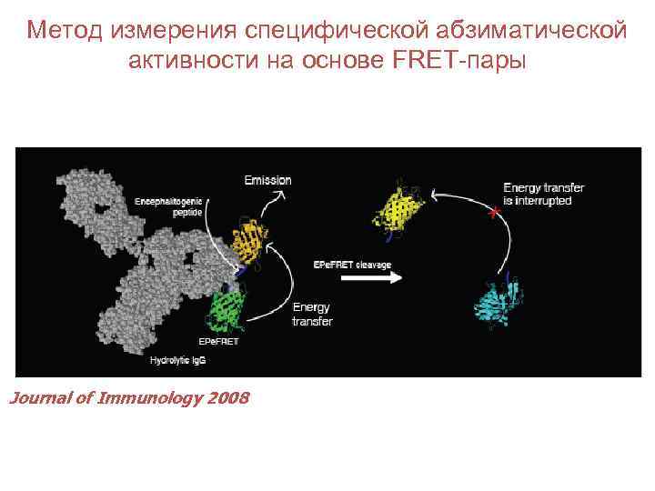 Метод измерения специфической абзиматической активности на основе FRET-пары Journal of Immunology 2008 