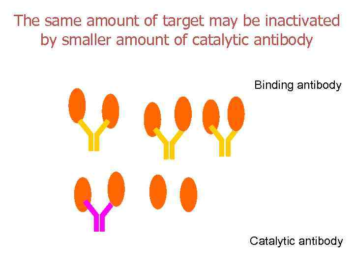 The same amount of target may be inactivated by smaller amount of catalytic antibody