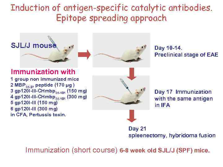 Induction of antigen-specific catalytic antibodies. Epitope spreading approach SJL/J mouse Day 10 -14. Preclinical
