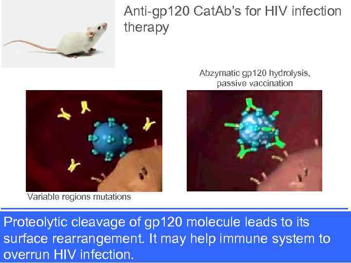 Anti-gp 120 Cat. Ab’s for HIV infection therapy Abzymatic gp 120 hydrolysis, passive vaccination