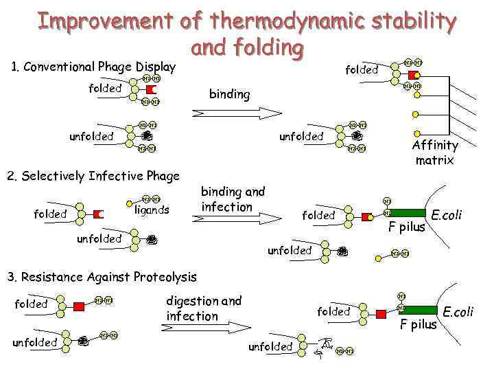 Improvement of thermodynamic stability and folding 1. Conventional Phage Display folded N 2 N