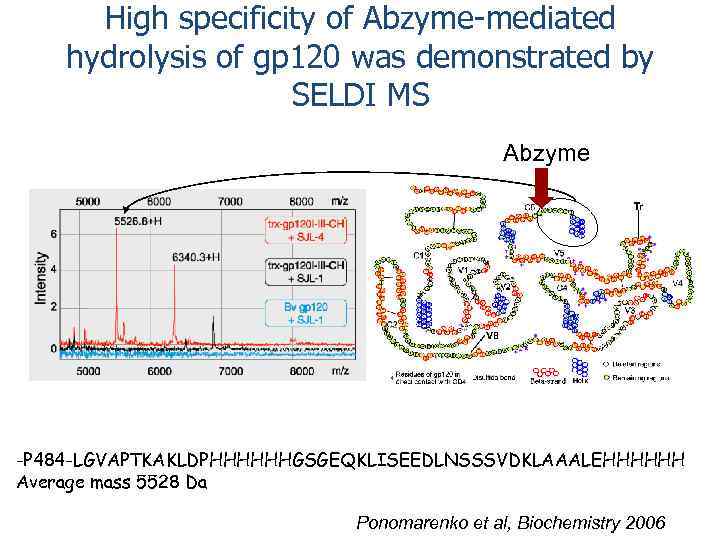 High specificity of Abzyme-mediated hydrolysis of gp 120 was demonstrated by SELDI MS Abzyme