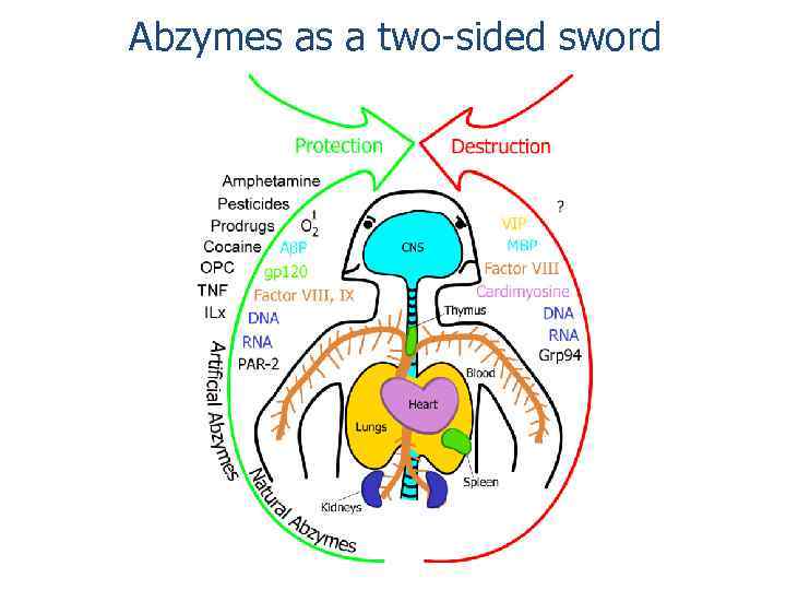 Abzymes as a two-sided sword 