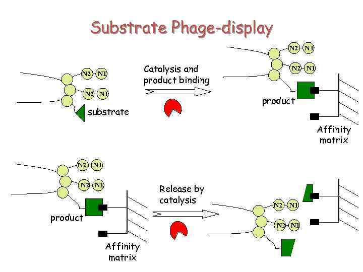 Substrate Phage-display N 2 N 1 Catalysis and product binding N 2 N 1