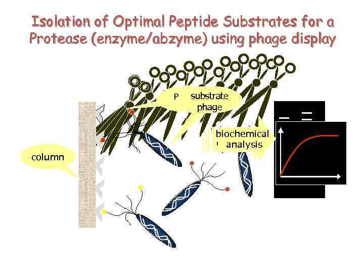 Isolation of Optimal Peptide Substrates for a Protease (enzyme/abzyme) using phage display substrate Protease