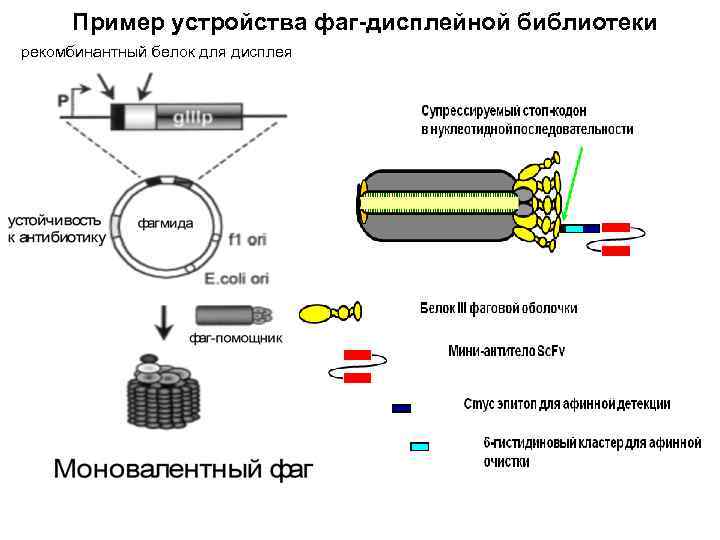 Пример устройства фаг-дисплейной библиотеки рекомбинантный белок для дисплея 