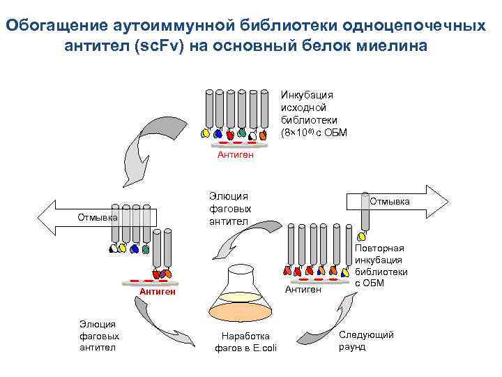 Обогащение аутоиммунной библиотеки одноцепочечных антител (sc. Fv) на основный белок миелина Инкубация исходной библиотеки