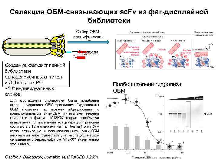 Селекция ОБМ-связывающих sc. Fv из фаг-дисплейной библиотеки Отбор ОБМспецифических sc. Fv 3 подхода Создание