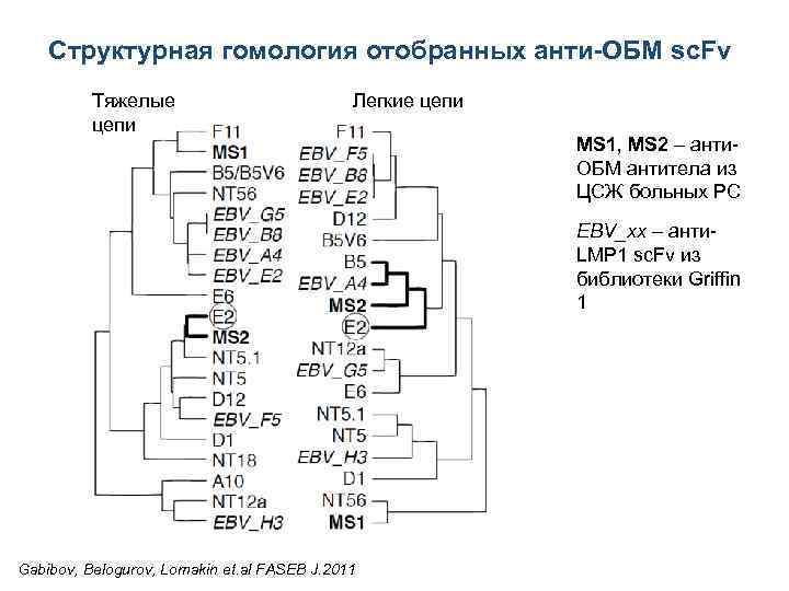 Структурная гомология отобранных анти-ОБМ sc. Fv Тяжелые цепи Легкие цепи MS 1, MS 2