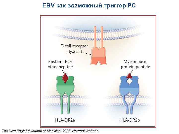 EBV как возможный триггер РС The New England Journal of Medicine, 2003. Hartmut Wekerle