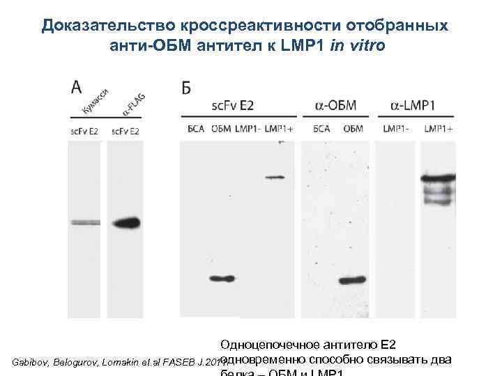 Доказательство кроссреактивности отобранных анти-ОБМ антител к LMP 1 in vitro Одноцепочечное антитело E 2