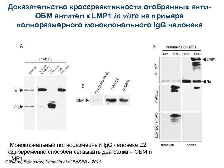 Доказательство кроссреактивности отобранных анти. ОБМ антител к LMP 1 in vitro на примере полноразмерного