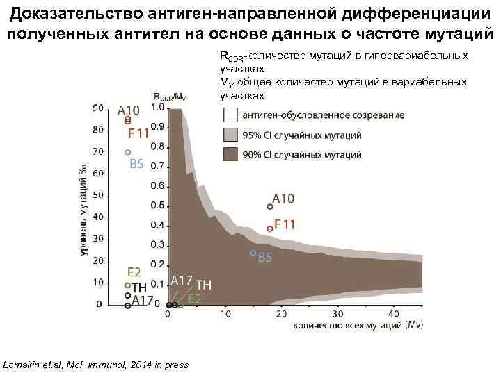 Доказательство антиген-направленной дифференциации полученных антител на основе данных о частоте мутаций RCDR-количество мутаций в