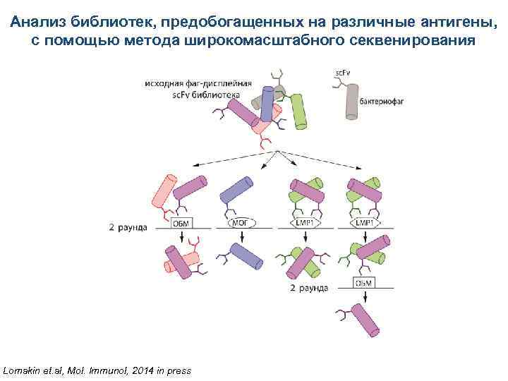 Анализ библиотек, предобогащенных на различные антигены, с помощью метода широкомасштабного секвенирования Lomakin et. al,