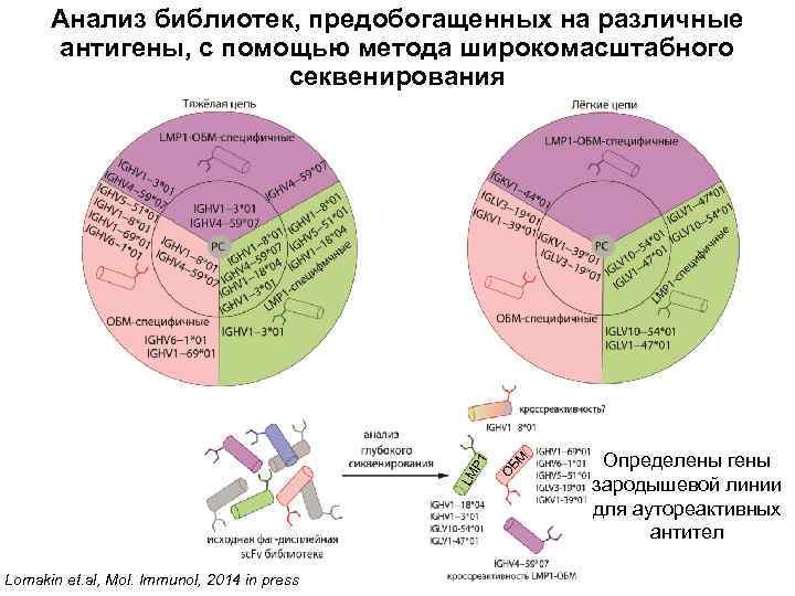 Lomakin et. al, Mol. Immunol, 2014 in press БМ О LM P 1 Анализ