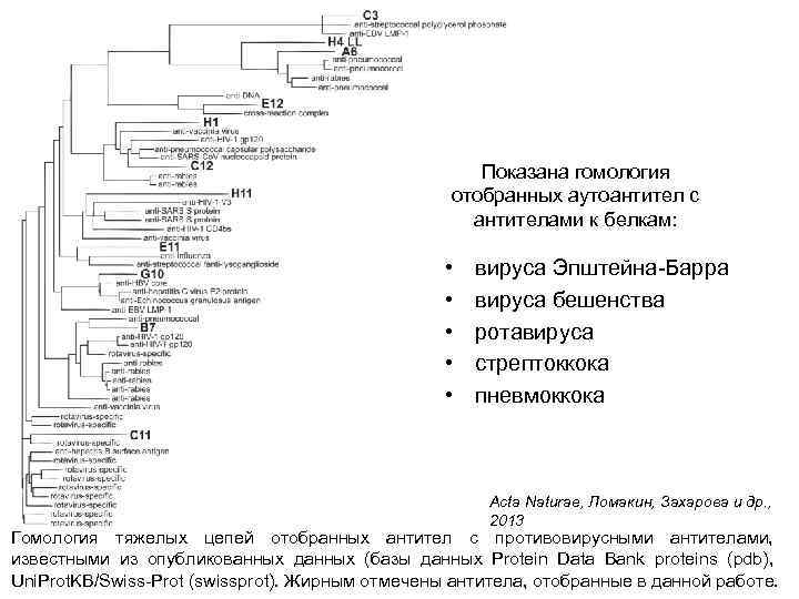 Показана гомология отобранных аутоантител с антителами к белкам: • • • вируса Эпштейна-Барра вируса