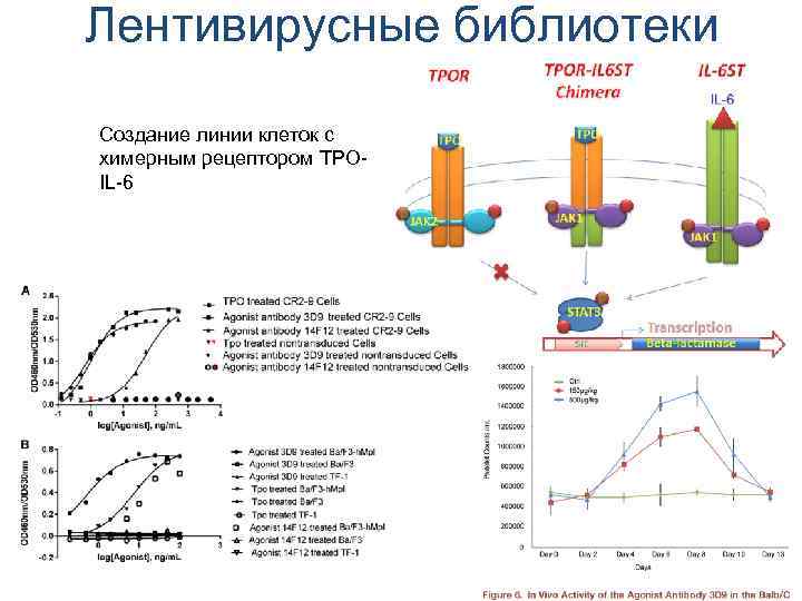 Лентивирусные библиотеки Создание линии клеток с химерным рецептором TPOIL-6 