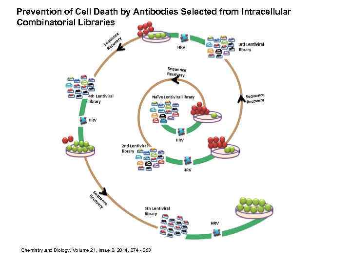 Prevention of Cell Death by Antibodies Selected from Intracellular Combinatorial Libraries Chemistry and Biology,