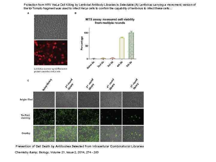 Protection from HRV He. La Cell Killing by Lentiviral Antibody Libraries Is Selectable (A)