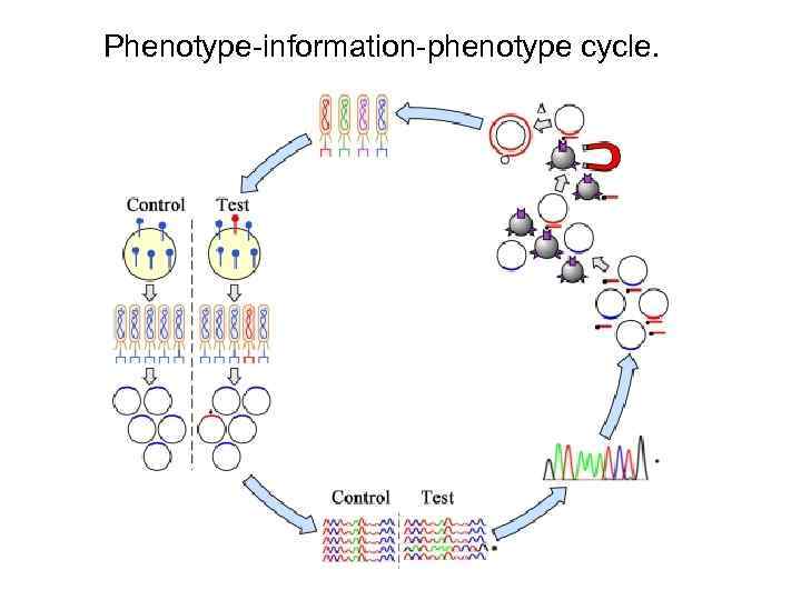 Phenotype-information-phenotype cycle. 