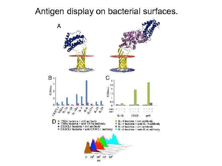 Antigen display on bacterial surfaces. 