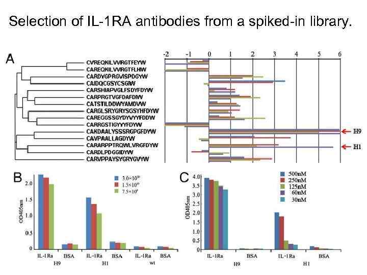 Selection of IL-1 RA antibodies from a spiked-in library. 