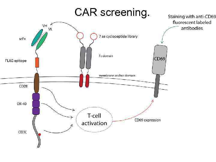 CAR screening. 