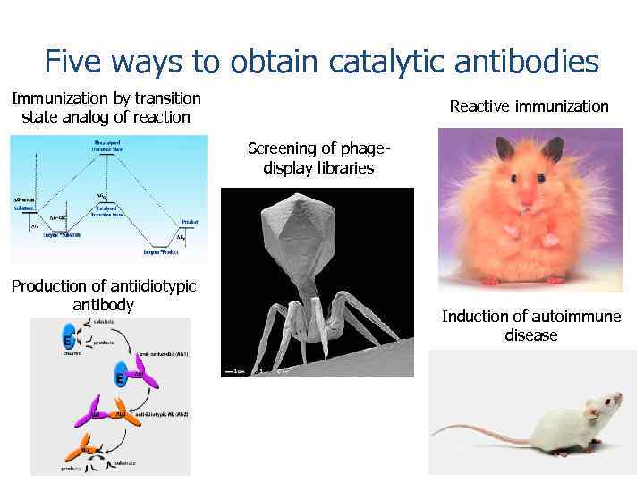 Five ways to obtain catalytic antibodies Immunization by transition state analog of reaction Reactive