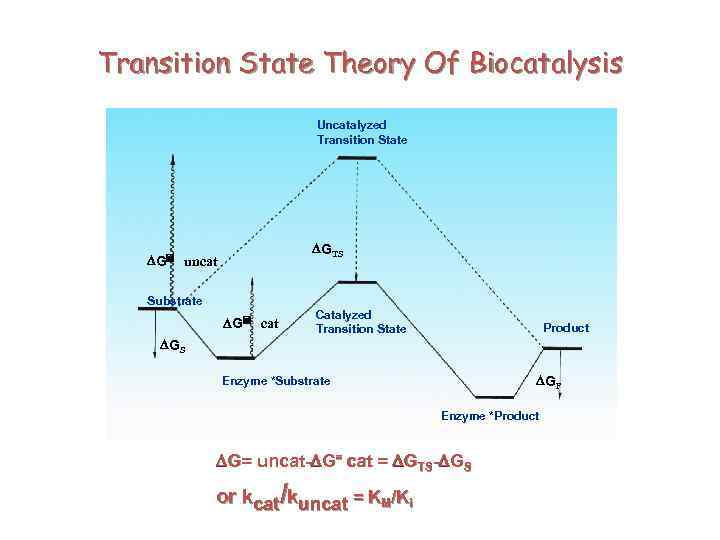 Transition State Theory Of Biocatalysis Uncatalyzed Transition State DGTS DG= uncat Substrate DG= cat