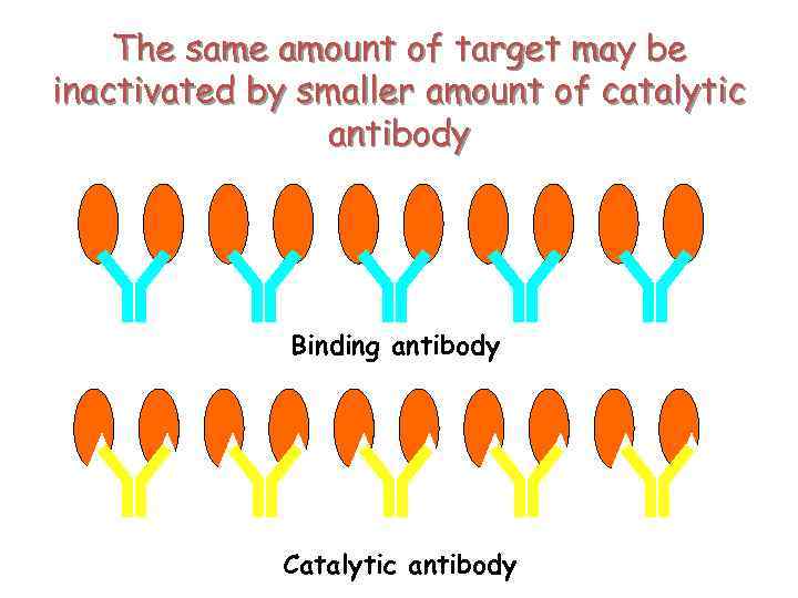 The same amount of target may be inactivated by smaller amount of catalytic antibody