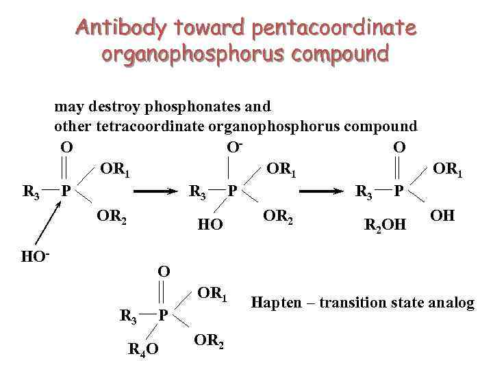 Antibody toward pentacoordinate organophosphorus compound R 3 may destroy phosphonates and other tetracoordinate organophosphorus