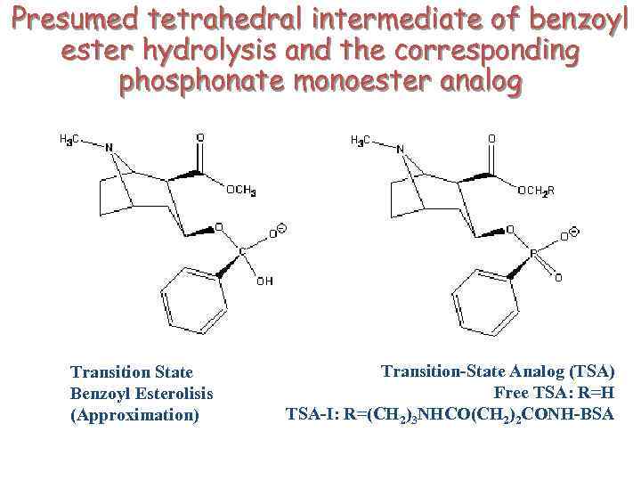 Presumed tetrahedral intermediate of benzoyl ester hydrolysis and the corresponding phosphonate monoester analog Transition