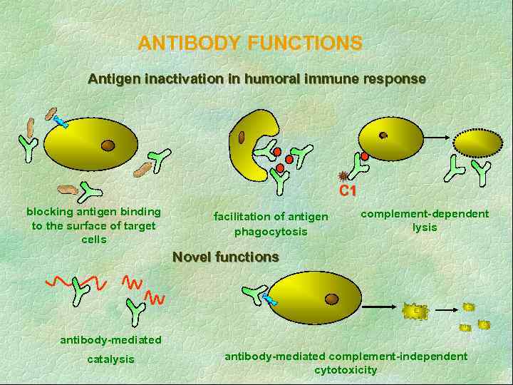 ANTIBODY FUNCTIONS Antigen inactivation in humoral immune response C 1 blocking antigen binding to