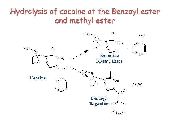 Hydrolysis of cocaine at the Benzoyl ester and methyl ester Ecgonine Methyl Ester Cocaine