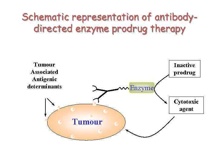 Schematic representation of antibodydirected enzyme prodrug therapy Tumour Associated Antigenic determinants Inactive prodrug Enzyme