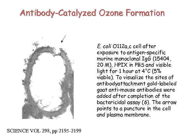 Antibody-Catalyzed Ozone Formation E. coli O 112 a, c cell after exposure to antigen-specific