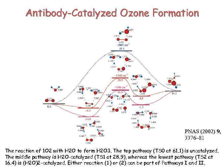 Antibody-Catalyzed Ozone Formation PNAS (2002) 9, 3376– 81 The reaction of 1 O 2