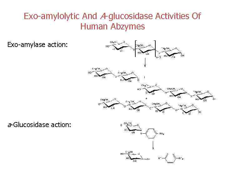 Exo-amylolytic And A-glucosidase Activities Of Human Abzymes Exo-amylase action: a-Glucosidase action: 