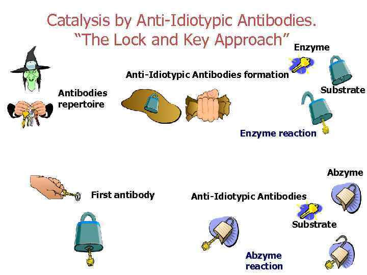 Catalysis by Anti-Idiotypic Antibodies. “The Lock and Key Approach” Enzyme Anti-Idiotypic Antibodies formation Substrate