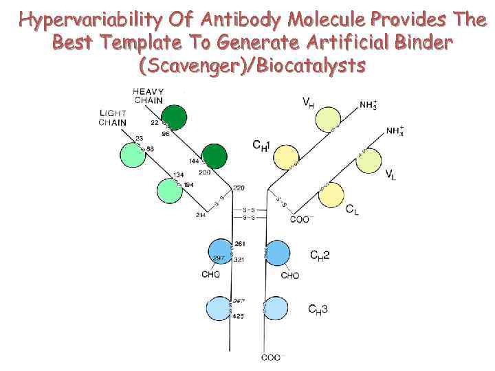 Hypervariability Of Antibody Molecule Provides The Best Template To Generate Artificial Binder (Scavenger)/Biocatalysts 