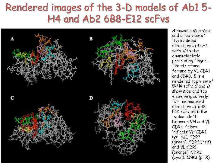Rendered images of the 3 -D models of Ab 1 5 H 4 and