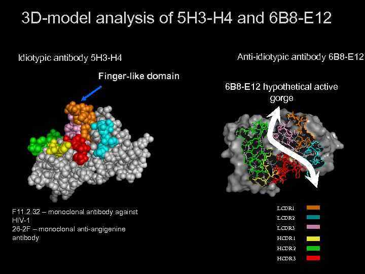 3 D-model analysis of 5 H 3 -H 4 and 6 B 8 -E