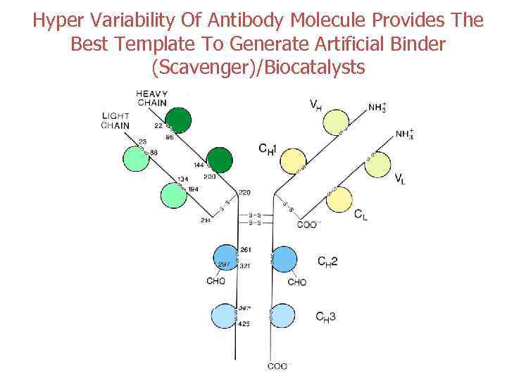 Hyper Variability Of Antibody Molecule Provides The Best Template To Generate Artificial Binder (Scavenger)/Biocatalysts