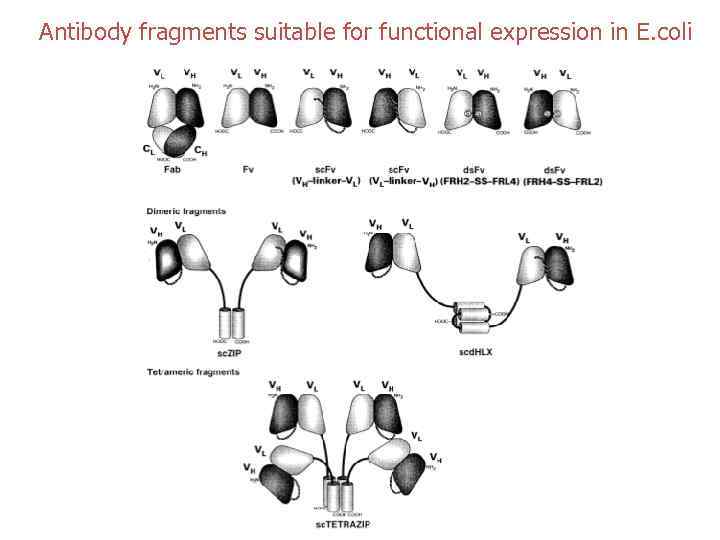 Antibody fragments suitable for functional expression in E. coli 