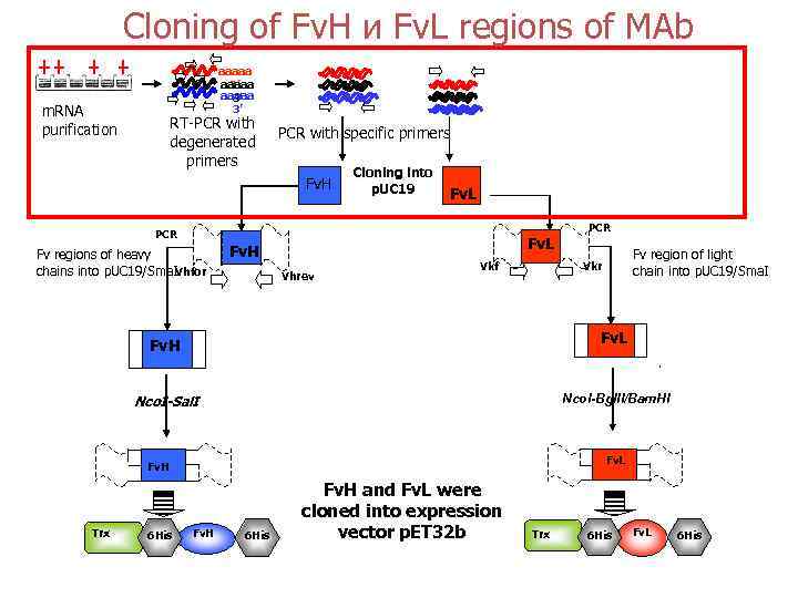 Cloning of Fv. Н и Fv. L regions of MAb aaaaa 3’ 3’ m.