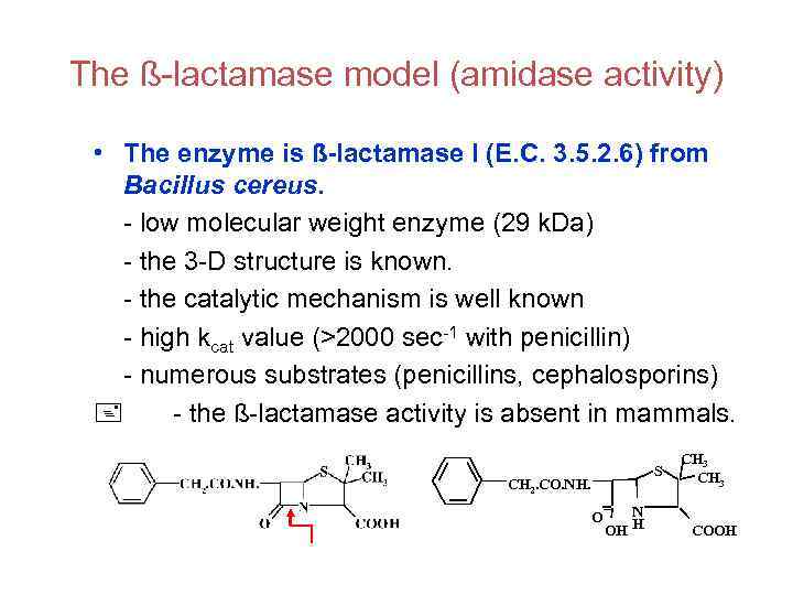 The ß-lactamase model (amidase activity) • The enzyme is ß-lactamase I (E. C. 3.