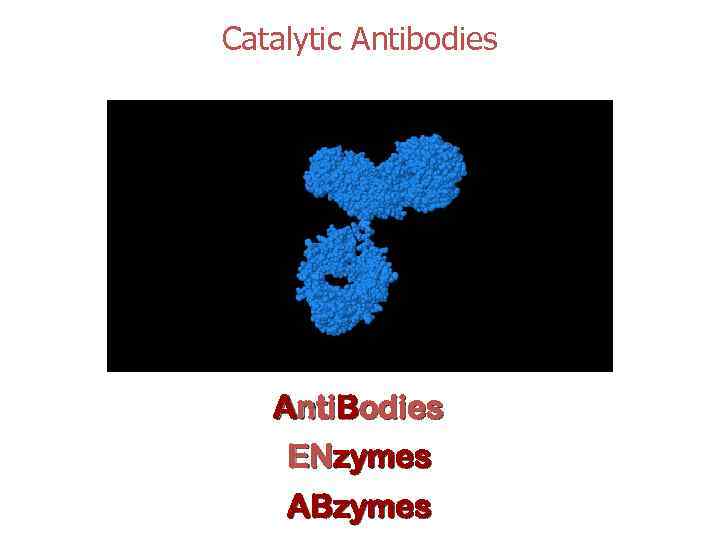 Catalytic Antibodies Anti. Bodies ENzymes ABzymes 