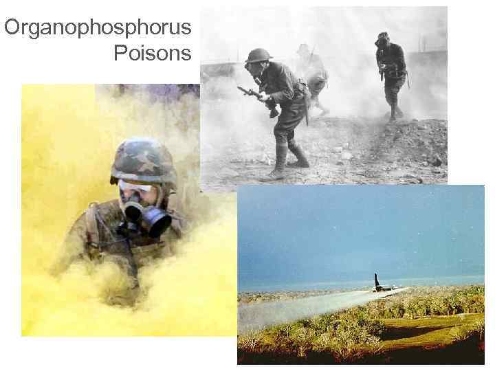 Organophosphorus Poisons 