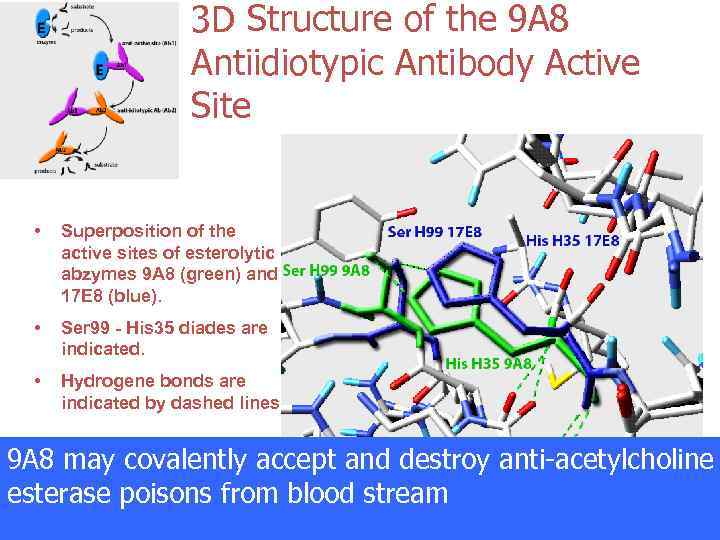 3 D Structure of the 9 A 8 Antiidiotypic Antibody Active Site • Superposition