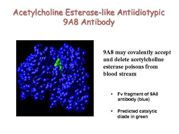 Acetylcholine Esterase-like Antiidiotypic 9 A 8 Antibody 9 A 8 may covalently accept and